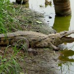 De bedreigde krokodillen