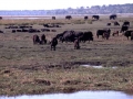 chobe3