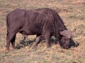 chobe5