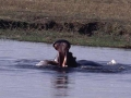 chobe6