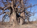 Baobab Botswana