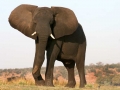 Aanval olifant Botswana