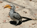 Hornbill Botswana