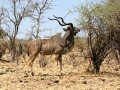 Kudu Botswana