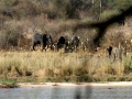 Olifanten Botswana