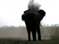 Stof olifant Botswana