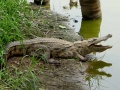 Botswana krokodil