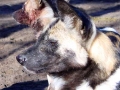 Botswana wilde-hond