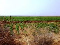 Sahel 12