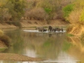 Water olifanten