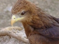 Vogel