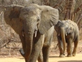 Dreigende olifant