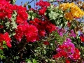 Bougainville Marokko