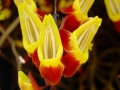Wilde orchidee Tanzania