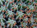 Bloeiende cactus Sahara