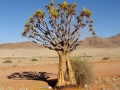 Bloeiende kokerboom Namibië