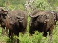 Big five buffel