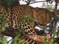 Big five leopard