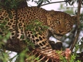 Big five leopard