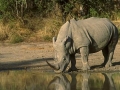 Big five rhino