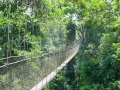 Canopy Walkway