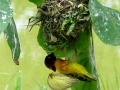 Vogeltje