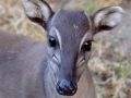 Dik-Dik