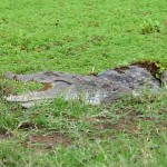 Kenia krokodil