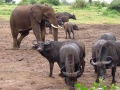 Kenia dieren