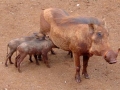 Kenia warthog