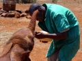 Kenia olifantenopvang
