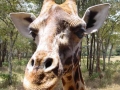 Kenia giraffe