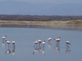 Kenia flamingo