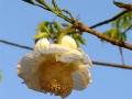 Malawi Foto Bloem