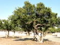 arganfoto1