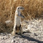 Eekhoorn Namibie