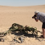 Pieter fotografeert een Welwitschia Mirabilis