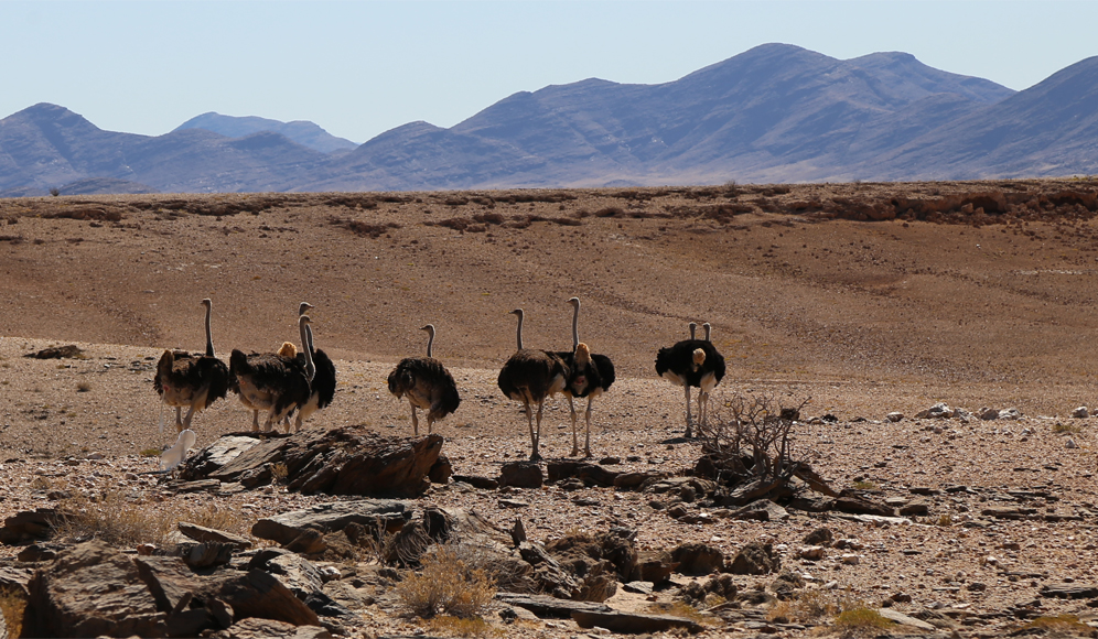 Struisvogels Namibie
