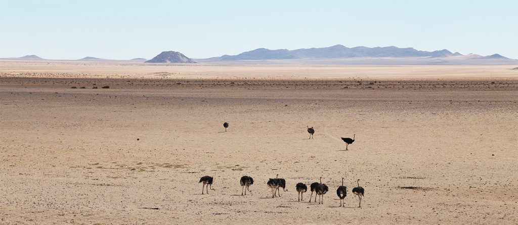 Struisvogels in de woestijn