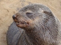 Namibië zeeleeuw 4