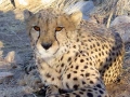 Namibie Cheetah