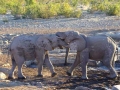 Namibie olifanten