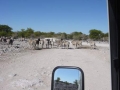 Namibie zebras