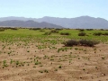 Namibie groen