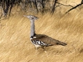 Kori bustard