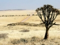 Namib desert