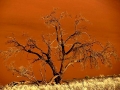 Boom Sossusvlei