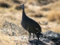 Guinea fowl