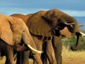 Namibie olifanten