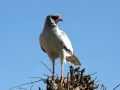 Pale chanting Goshawk
